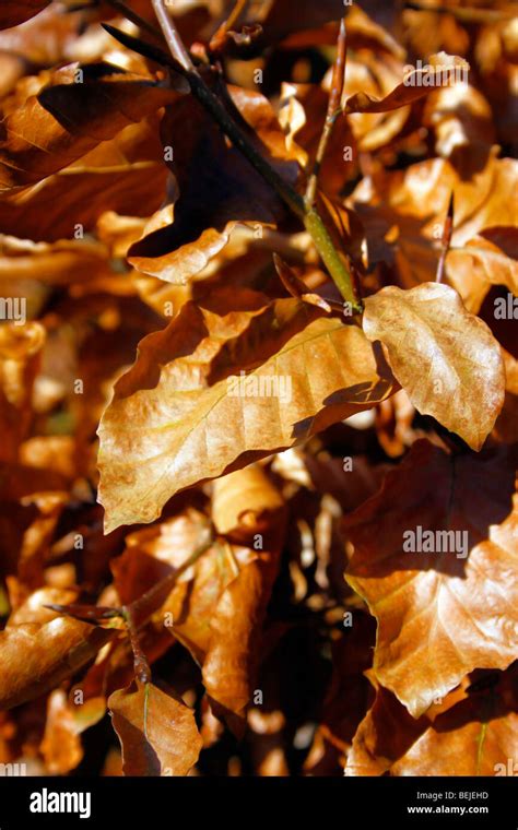 Fagus Sylvatica Winter Hedge High Resolution Stock Photography And