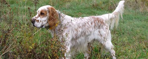 57 Best Images English Setter Puppies For Sale In Pa 500 English