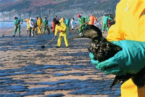 Major Oil Spills Can Damage The Environment In 5 Areas Environmental