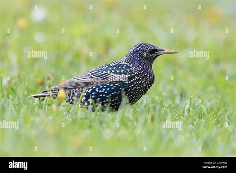beautiful starling on green lawn in the park, image taken in mating