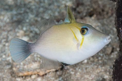 Scythe Triggerfish Juvenile Sufflamen Bursa En Scythe Flickr