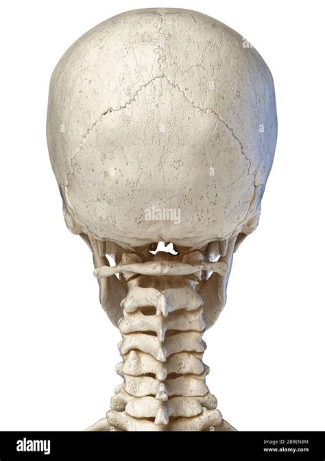 3d Illustration Of Human Skull Anatomy Rear View On White Background