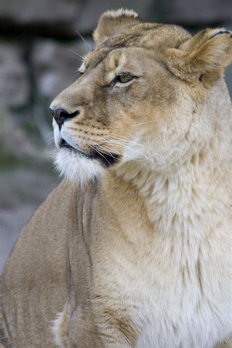 Lioness Free Photo Download Freeimages