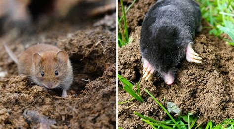 The Differences Between A Rat And A Mouse And Why You Need To Know