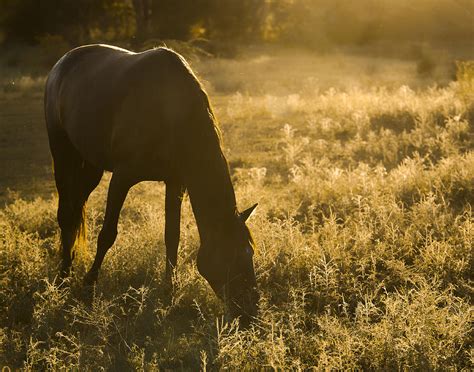 Dark Horse Photograph By Ron Mcginnis Fine Art America