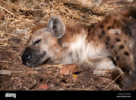 Hyena Sleeping Hi Res Stock Photography And Images Alamy