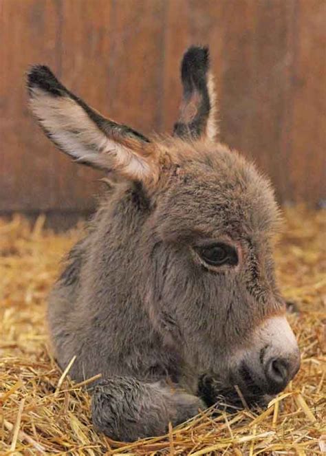 15 Lustige And Niedliche Baby Esel Cute Donkey Baby Animals Funny