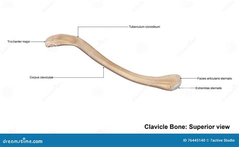 Clavicle Bone Superior View Stock Illustration Illustration Of Medial