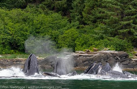 Humpback Whales Tongass National Forest Alaska Photos By Ron