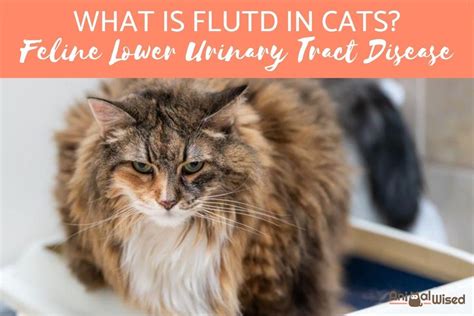 What Is Flutd In Cats Feline Lower Urinary Tract Disease
