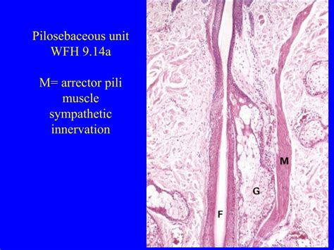Ppt Integumentary System Skin And Adnexa Powerpoint Presentation