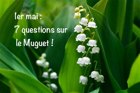 Les nouveautés de ce 1er mai. 1er mai: 7 questions sur le Muguet - ParisVox