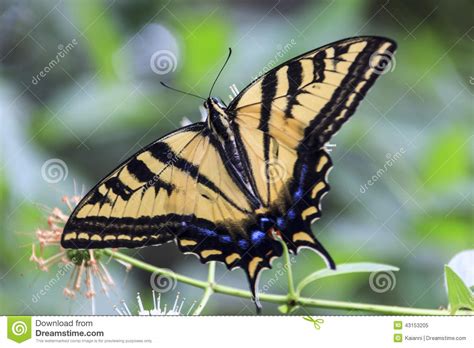 Borboleta De Swallowtail Do Tigre Imagem De Stock Imagem De Tigre