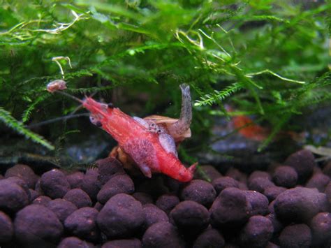 Assassin Snail Eating Shrimp Snails