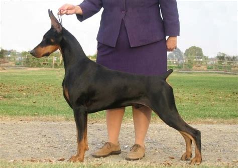 American dobermann vs european dobermann basic differences by royal soldier. Working Doberman vs show doberman - DobermanBlog