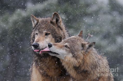 Wolf Kiss Photograph By Jeff Norton