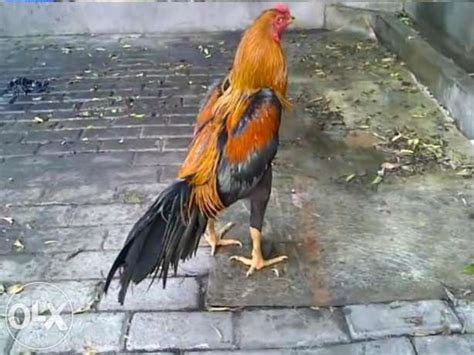 Kepala ayam bangkok tergolong sebagai fisik terpenting untuk ayam aduan karena bentuk kepala ayam bangkok merupakan senjata ayam untuk mengolah permainan dan sebagai senjata untuk bertahan. Gambar ayam bangkok wiring kuning dan cara menerawang kemampuanya - SATU UNTUK SEMUA