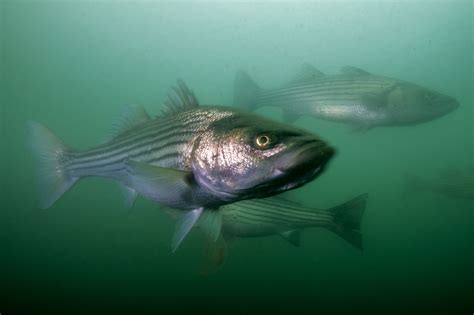 New Techniques For Atlantic Striped Bass Striped Bass Fishing