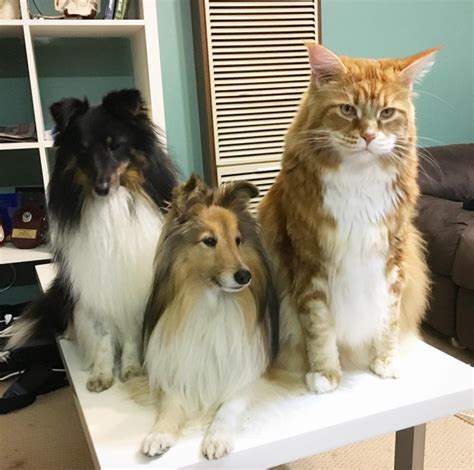 Maine Coon Size Comparison To Human