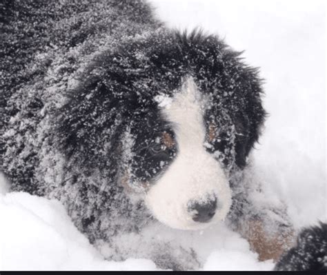 Bernese Mountain Dogs In The Snow Pb On Life