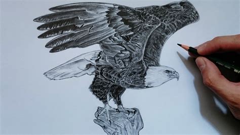 Aprende Cómo Dibujar Un Águila Realista Paso A Paso Youtube