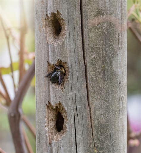 Carpenter Bee Pest Control Michigan Creature Control