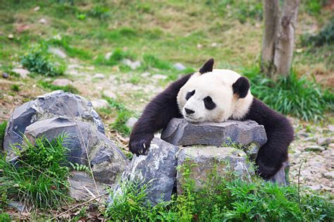 Pics Of The Sad Panda Stock Photos Pictures And Royalty Free Images Istock