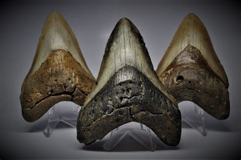 The Fossil Exchange Authentic Megalodon Teeth The Fossil Exchange