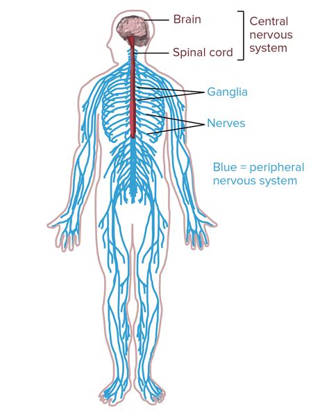 The central nervous system is effectively the center of the nervous system, the part of it that the cns consists of the brain and spinal cord. Neuralink and the Brain's Magical Future | Nervous system ...