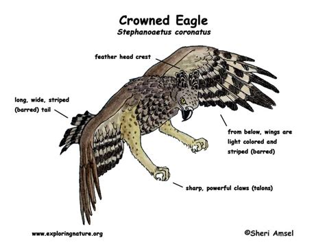 Eagle Crowned