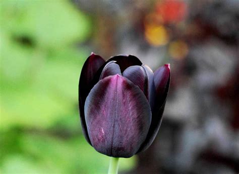 Black Tulips Pictures Gardening Tips And Shopping Links