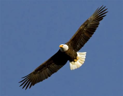 Reward Increased In Maine Bald Eagle Shooting Appalachian Trail