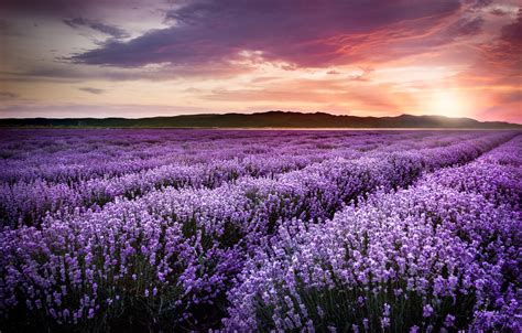 Обои фиолетовый закат цветы Field Sunset лаванда Lavender Violet