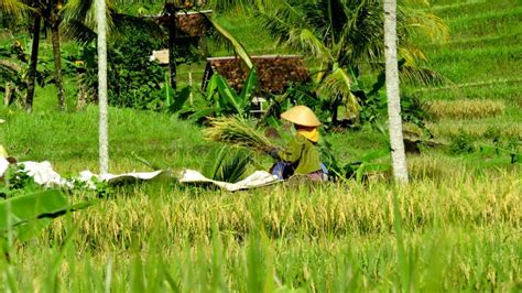 Farmers Are Harvesting Rice In Paddy Fields Editorial Photo Image Of Fields Landscape 83315916