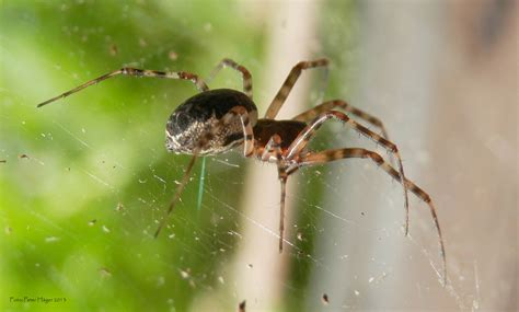 Spider Free Stock Photo - Public Domain Pictures