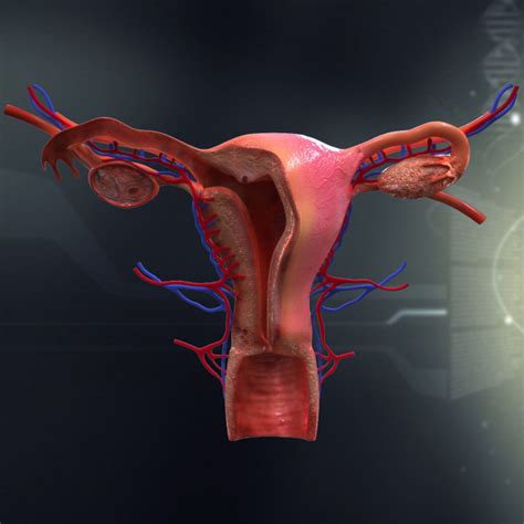 Human Female Organ Anatomy 3d Model Cgtrader