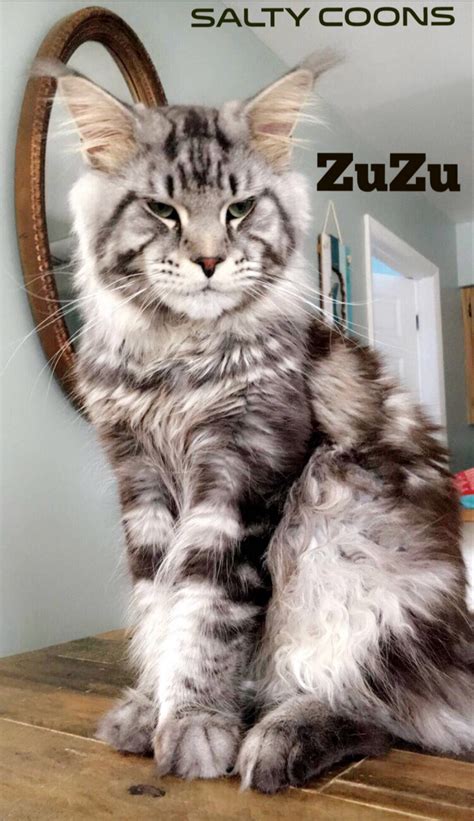 They are very precious to us so we are looking for. Maine Coon Cats For Sale | Tampa, FL #276833 | Petzlover