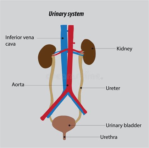 Organization Of The Human Urinary System Kidney Anatomy Urinary