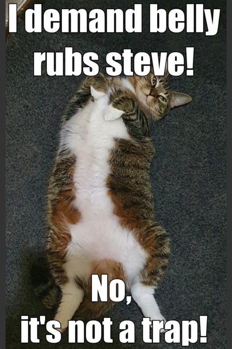 Cat Belly Rub Meme Cat Gku