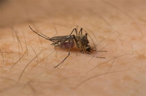Bekijk hier alle afleveringen en clips uit de buitendienst. Muggen ziekten, welke zijn er? | infobron.nl