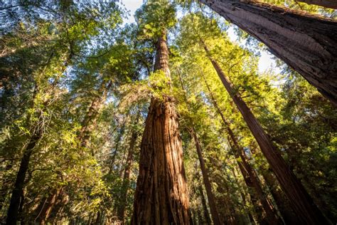 Henry Cowell Redwoods State Park Thatsmypark