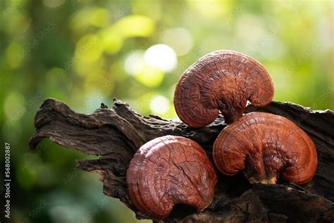 Everything You Need To Know About Reishi Mushrooms Nublume