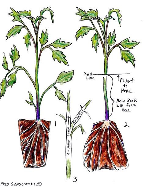 Best Practices For Growing Tomatoes Grab N Grow Soil Products