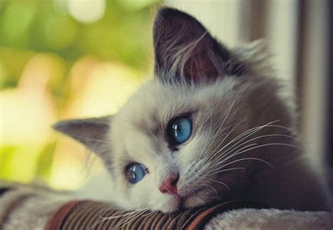 Sad Cat Wallpapers Top Free Sad Cat Backgrounds Wallpaperaccess