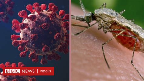 Covid 19 Symptoms How To Tell Di Difference Between Malaria And