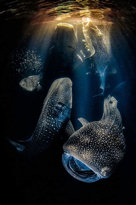 As Impressionantes Imagens Vencedoras De Concurso De Fotos Aquáticas