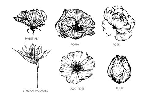 Different Types Of Flowers Drawing Images Selection Of Differently