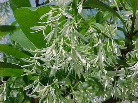 Chionanthus Virginicus White Fringetree 50 150 Seeds Old Etsy