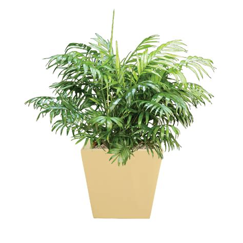 Neanthe Bella Palm Indoor Care Water Light Guide Plantscape Live