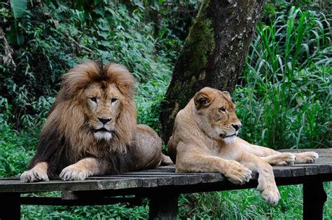 Lebih Dekat Dengan Taman Safari Bogor Katalog Tempat Wisata Liburan